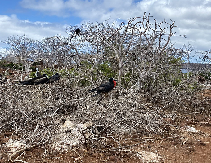 A black male bird with a red spot on its chest sits in a dry shrub with no leaves. Two black female birds with white spots on their chests and a white-headed juvenile sit on the same tree behind the male.