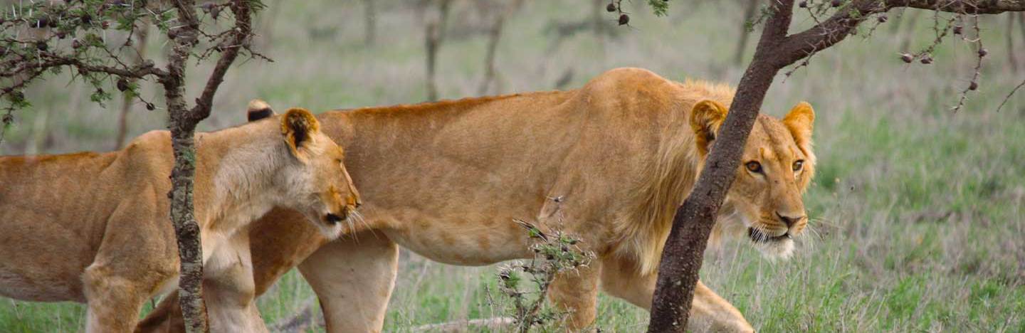 A photograph of two lionesses walking through the Ol Pejeta Conservancy in Kenya with minimal tree cover.