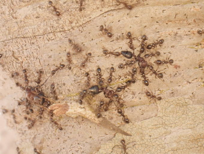 A photograph of three clusters of big-headed ants surround and attack native acacia ants.