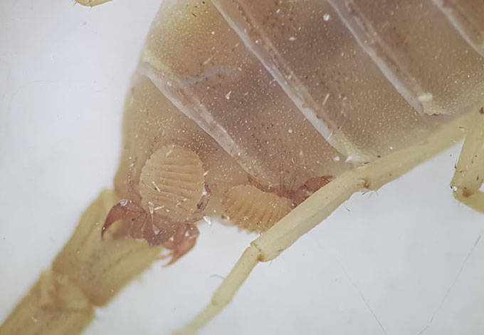 A photograph of Nannowithius wahrmani pseudoscorpions on the underbelly of a scorpion.