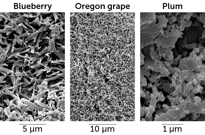 Scanning electron micrograph images of miniature structures seen on a blueberry, an Oregon grape and a plum.