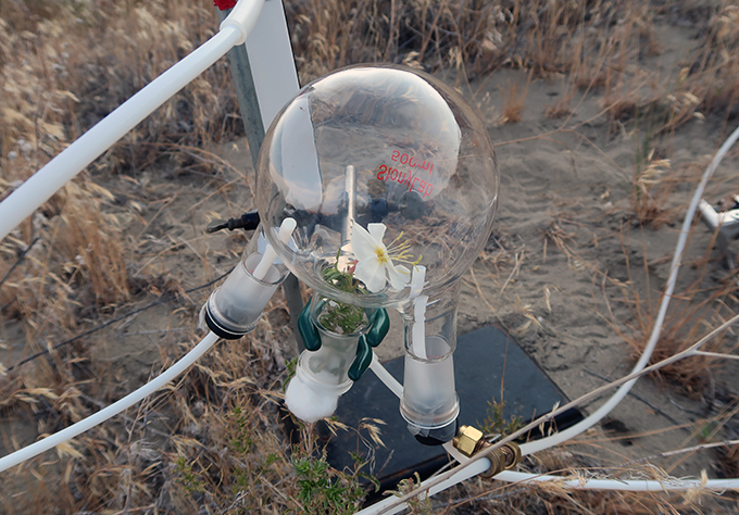 How air pollution can make it harder for pollinators to find flowers