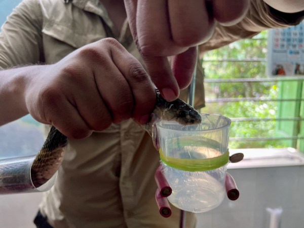 A person holds onto a snake with their bare hands, milking the venom into a small clear beaker.