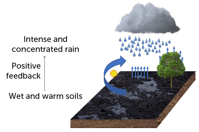 A diagram showing a 3-D piece of land with soils and a tree and a rain cloud above. An arrow with a sun goes from the soil to the rain above, another series of arrows point from the soil up, and a third set of arrows point from the tree up to the precipitating cloud.
