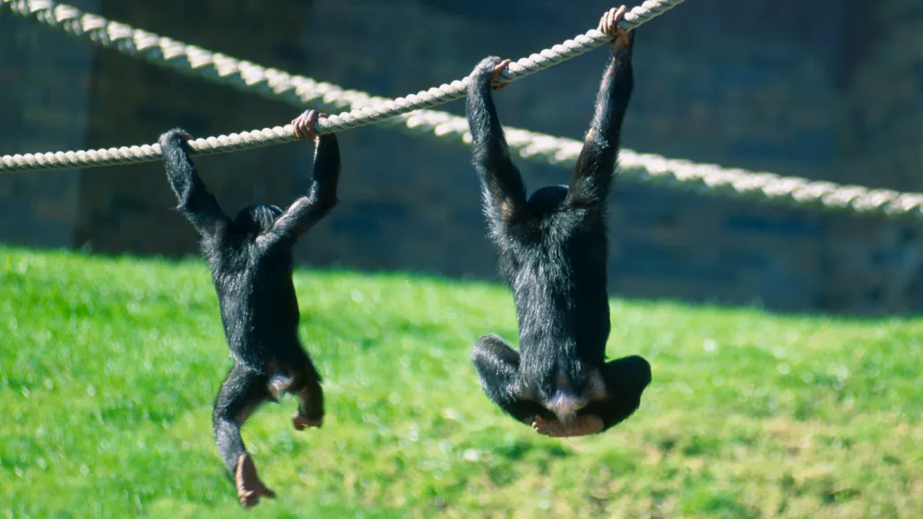 Two chimpanzees hang from a rope with two hands above a grassy field. Both are facing away from the camera.