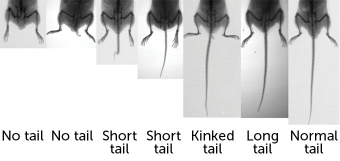 Seven x-ray images of mouse tails are shown side by side. The mice have tails of different lengths, going from no tail on the left to a normal tail on the right. Mice in the middle have either short tails or longish tails.