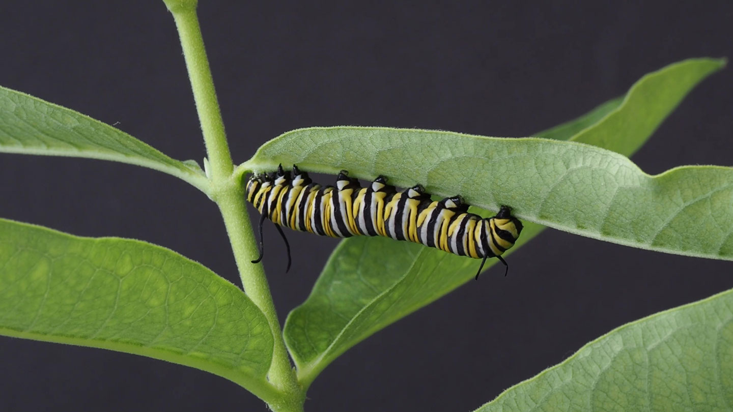 Monarch Caterpillar Predators | Beneficial Insects Aren't Always Beneficial  | The WFSU Ecology Blog, image size:1440x810