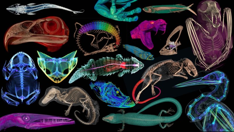 A multi-colored collage of 3-D scans of the insides of 18 vertebrates.