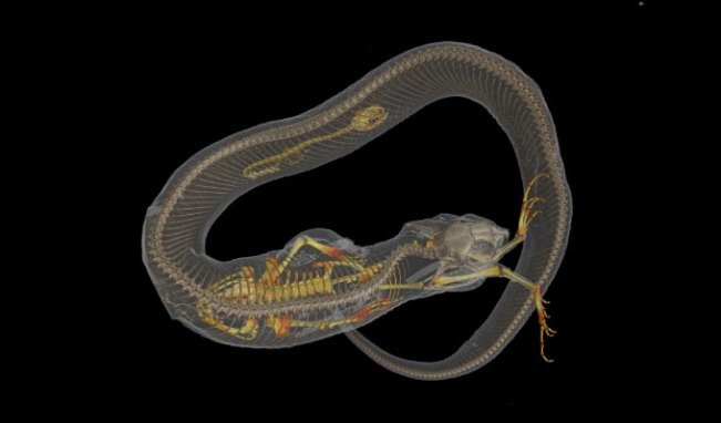 A transparent snake shows its own skeleton as well as the skeletons of two recent meals.