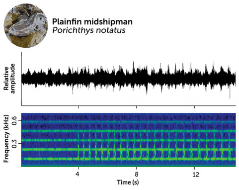 A photo of a plainfin midshipman fish appears above a waveform graph showing the amplitude of the fish's vocalizations and a spectrograph showing the vocalization frequency.