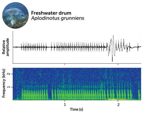 A photo of a freshwater drum fish appears above a waveform graph showing the amplitude of the fish's vocalizations and a spectrograph showing the vocalization frequency.