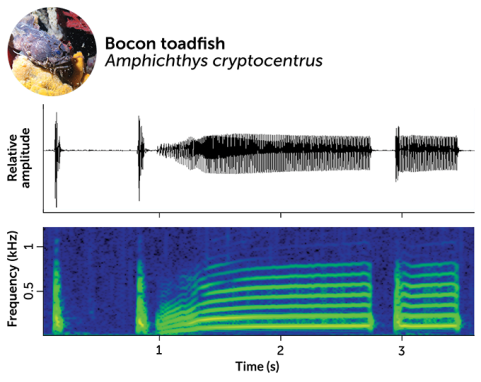 A photo of a bocon toadfish appears above a waveform graph showing the amplitude of the fish's vocalizations and a spectrograph showing the vocalization frequency.
