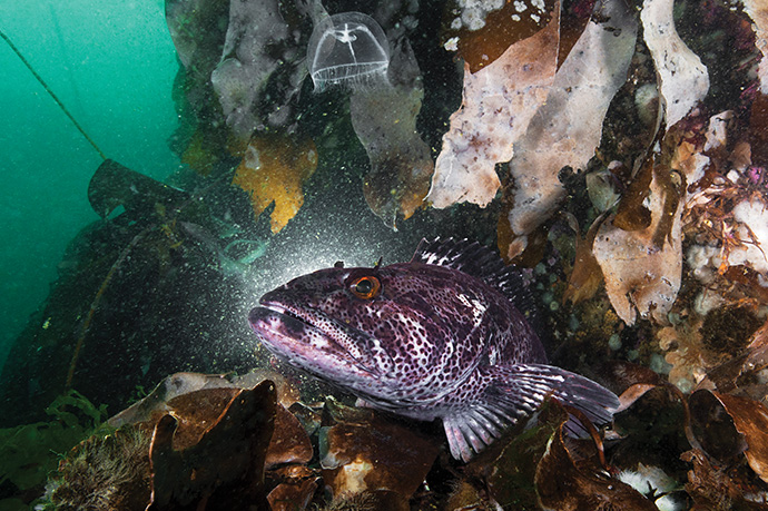 A lingcod fish swims alongside a rocky reef.