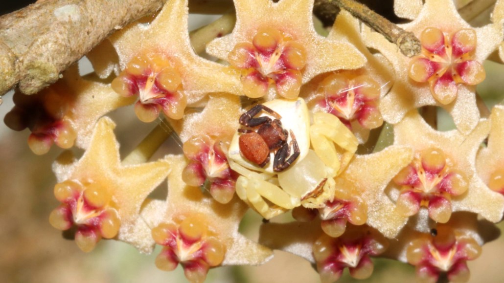 A male crab spider sits on the top a female crab spiders blending perfectly with a flowering vine