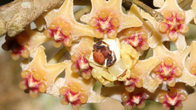 A male crab spider sits on the top a female crab spiders blending perfectly with a flowering vine