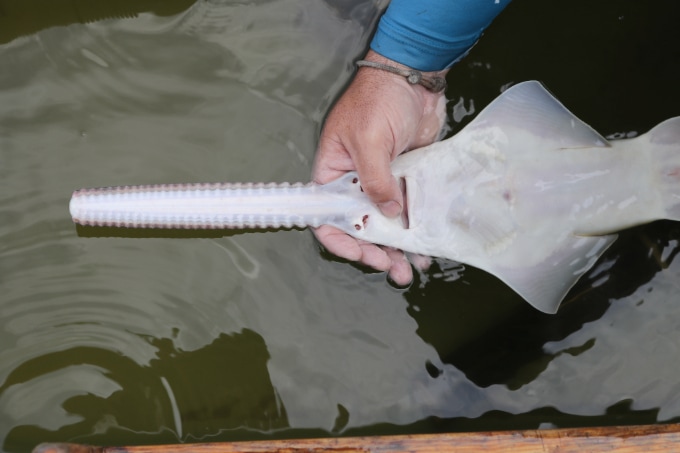 A fish with a long sawtooth-like snout is held upside down over the water by a person