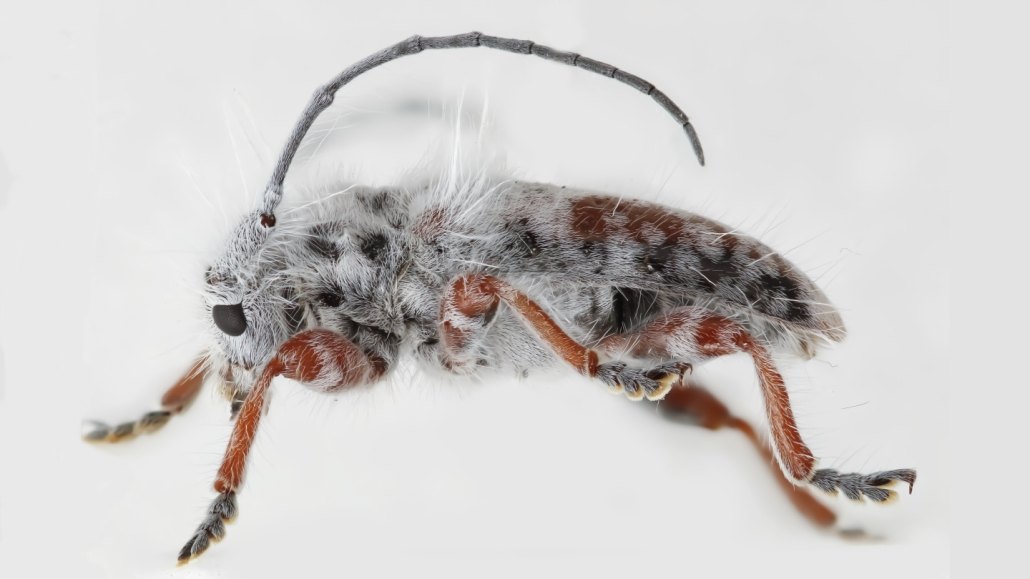 A close up shot captures the small and long white hairs protruding out of the body of this longhorn beetle.