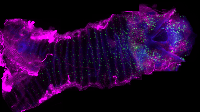 This image of a mouse trachea and larynx on a black background reveals a constelletion of small green dots scattered througout it. The green dots are neuroendocrine cells. Areas around the edges of the image that appear pink are part of the nervous system.