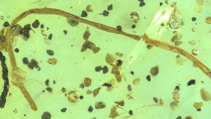 A long, thin tan worm creates an arc in this image of what was preserved in an ancient piece of amber. It's surrounded by bits and pieces of sand.