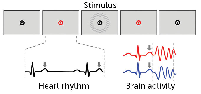 Graphic showing circles uses as stimuli in a study, where scientists measured heart rhythm and brain activity