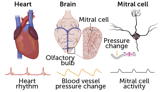 A diagram shows the heart with a heart rhythm signal below, the brain and the olfactory bulb with a blood vessel pressure change signal below, and a closer view of a mitral cell with a mitral cell activity signal below.