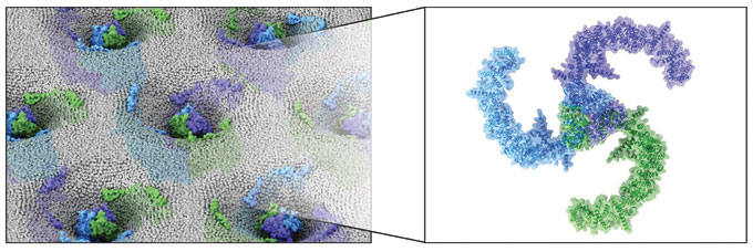 On the left, a top-down illustration shows PIEZO channels on the outside of a cell, and on the right, a close-up of a propeller-shaped PIEZO channel protein is shown.