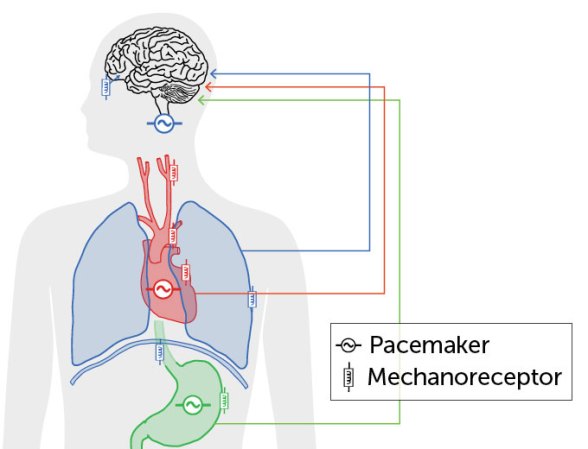 A diagram shows the location of pacemaker and mechanoreceptor cells in the heart, stomach, lungs and brain stem within an outline of the human body.