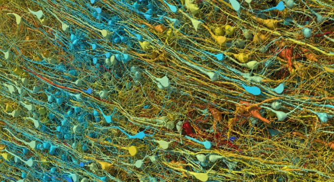 Blue, yellow, orange and red nerve cells with long tendrils are packed together in this digital reconstruction of brain tissue.