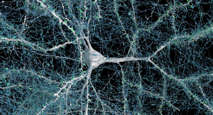 A triangular-shaped nerve cell is surrounded by blue thin axons on of its branches.