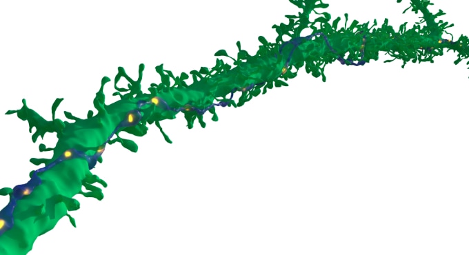 A green strand with little bulges along it is touched by a thinner blue strand, showing where two nerve cells touch.