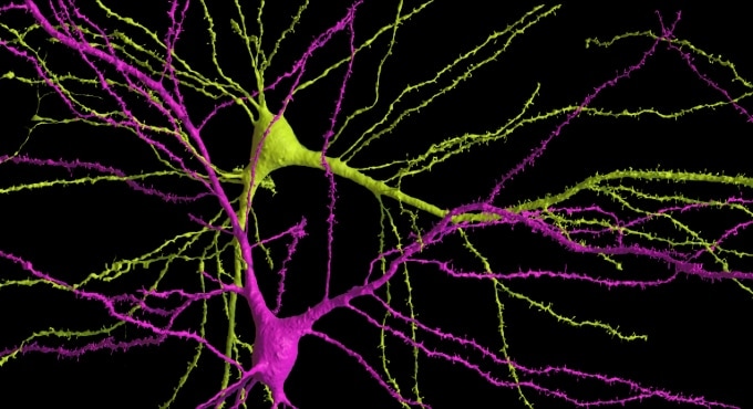 A nerve cell colored yellow on the top is the mirror image of a nerve cell colored pink on the bottom. Both cells have complex branching shapes.