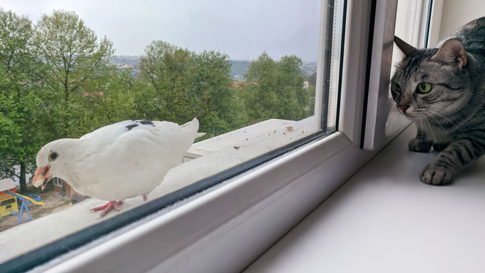A gray tiger domestic cat stalks white bird on a window ledge with only a closed window keeping the cat inside and preventing the cat from getting closer to its prey.