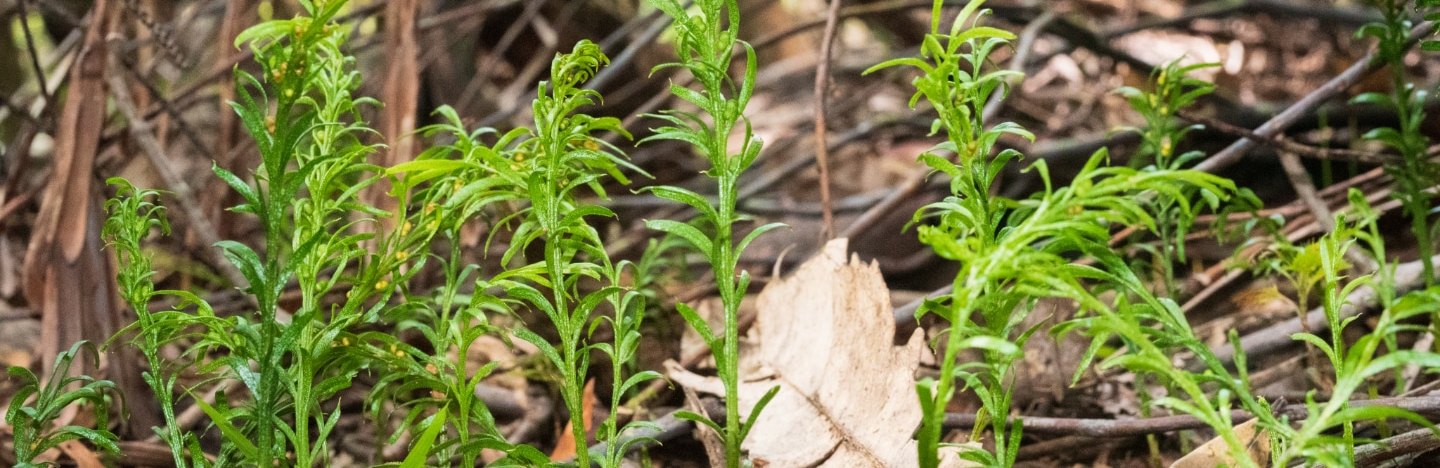 Several ferns with forest in the background