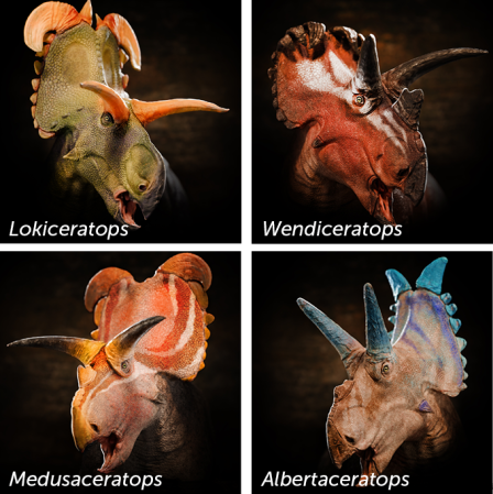 Four panels stacked two-by-two show illustrations of the heads of four different ceratops, each with their own horned ornamentation.