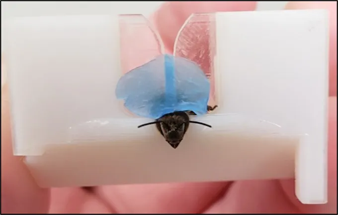 A honeybee restrained in a narrow opening in a plastic rectangle is shown from above