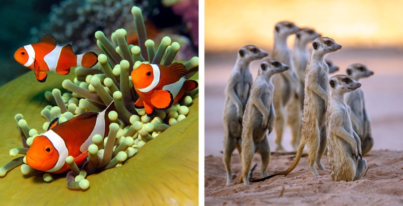 Side-by-side photos of clownfish (left) and meerkats (right)