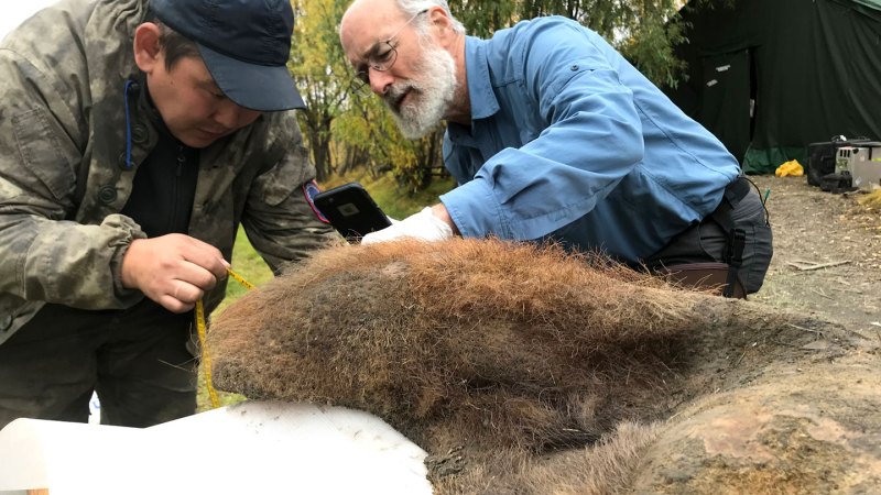 The pelt of a 52,000 year-old woolly mammoth complete with reddish-brown fur is being measured and photographed with a smart phone by two men. The man on the left wears a black baseball cap and an olive green jacket. He is holding a yellow tape measure. The man on the right has a white beard and glasses and is wearing a long-sleeved light blue shirt. He holds the phone in a gloved hand.