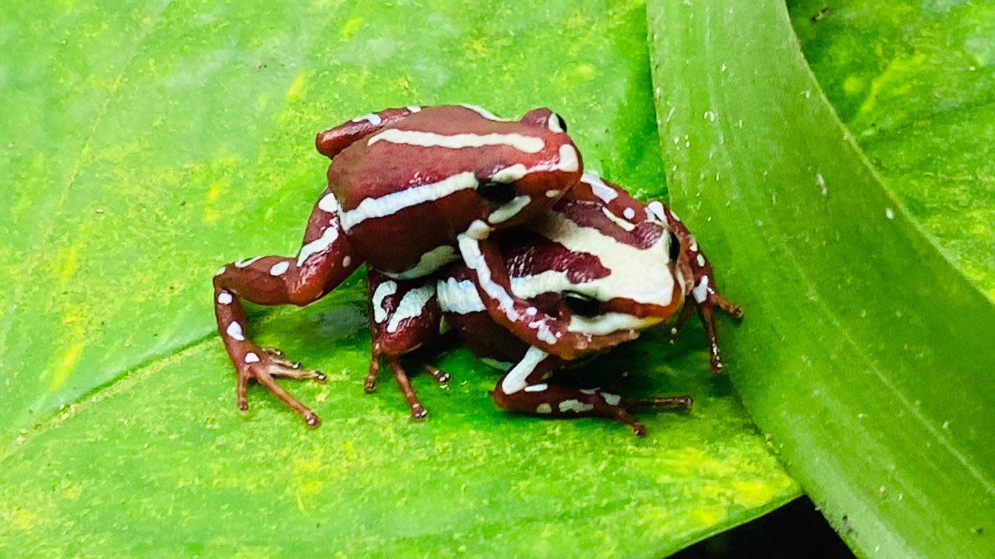 Pheromone fingers may help poison frogs mate