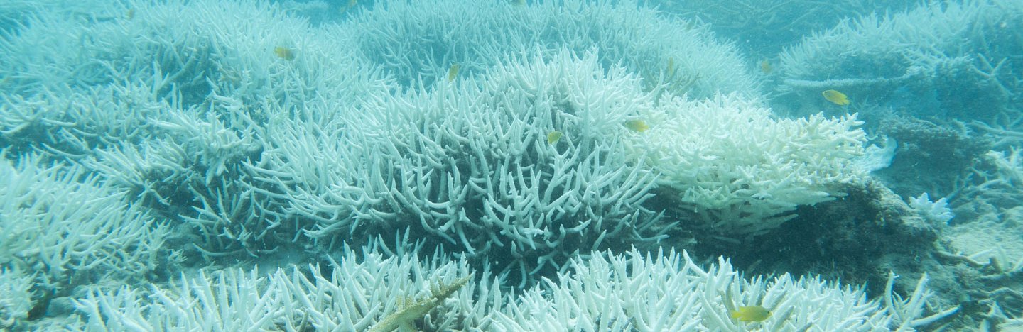 A photograph of bleached white coral in the Great Barrier Reef.