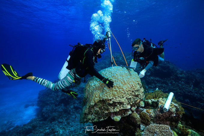 A photograph of scientists drilling into a coral in the Great Barrier Reef.