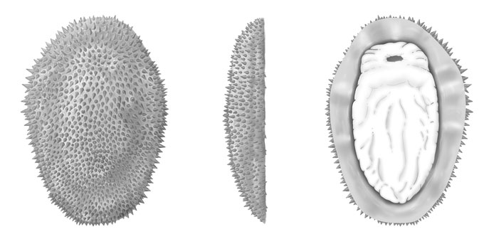 a black and white drawing shows three separate images of an ancient mollusk. on the left the oval-shaped animal is shown from the top and it is covered in small spikes. The middle drawing shows a side view, where the top is rounded and the bottom is flat. The right drawing shows the bottom view, with a soft body surrounded by a spiky halo.