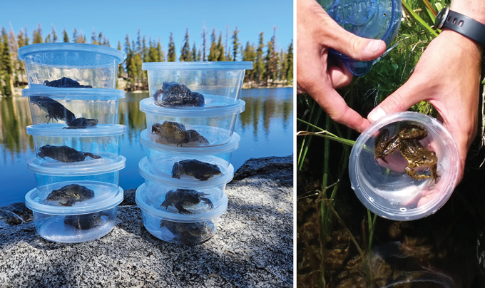 On the left are plastic container with holes poked in them, and each plastic container holds a frog. On the right, a pair of hands hold a cup that has a frog in it.