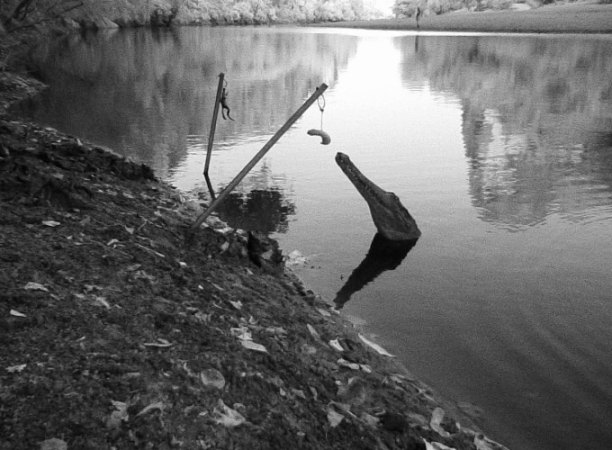 a black and white image of a crocodile poking its head out of the water to explore a piece of meat dangling off of a stick lodged in the ground