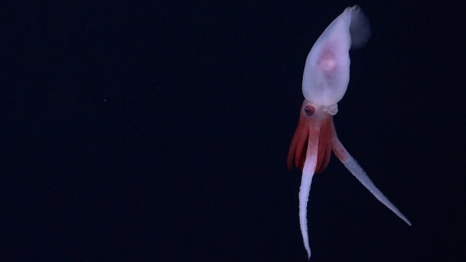 Promachoteuthis squid