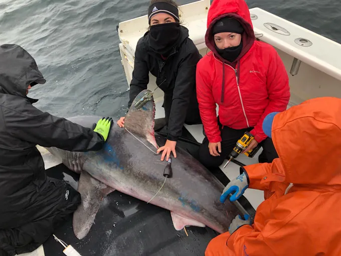 Researchers hold a porbeagle shark on a boat