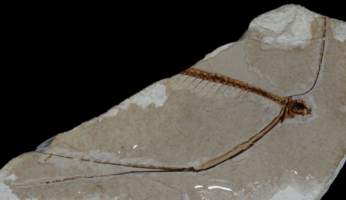 A fish fossil in rock shows its head spine and narrow wirelike appendages extending above and below its head.
