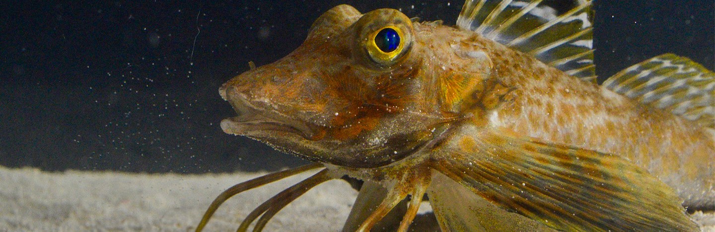 A fish with large winglike fins protruding from its side and six crablike legs sits atop white sand with a black background