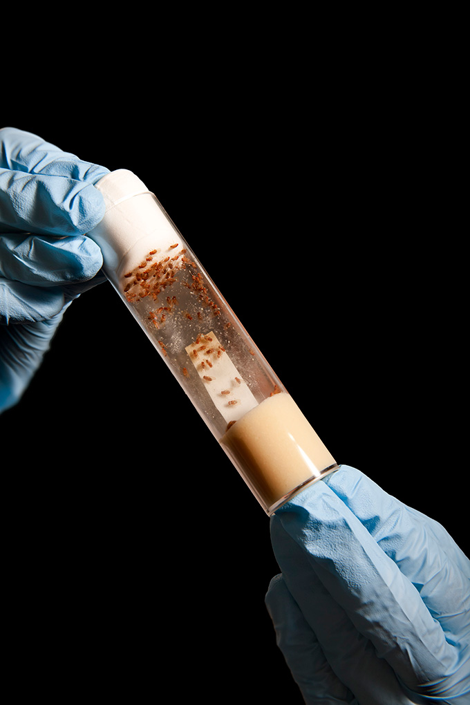 A photograph of a laboratory tube full of fruit flies held by a pair of gloved hands