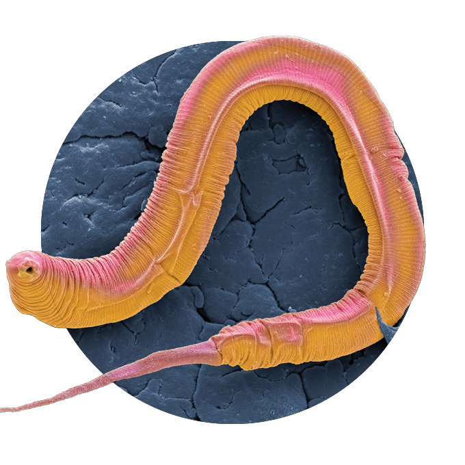 A colorized scanning electron micrograph of the roundworm C. elegans