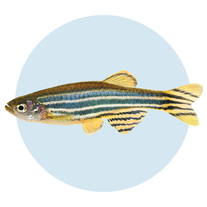 A photograph of a zebrafish